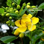 Senna 7.5mg (20 Tablets)